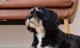 10 tegn på overbelastede led hos hund